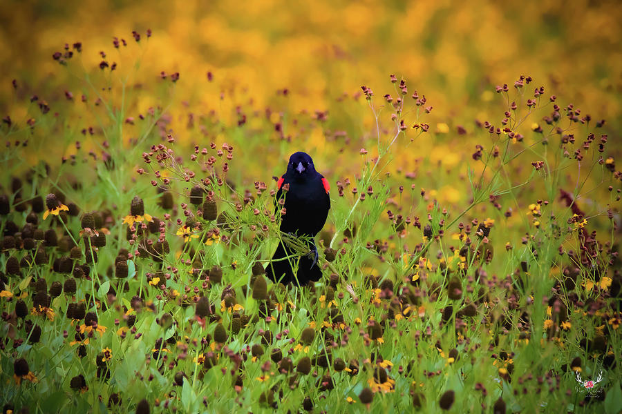 Blackbird in Wildflowers Photograph by Pam Rendall