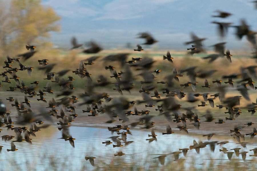 Blackbird Layers Photograph by Mary Hone