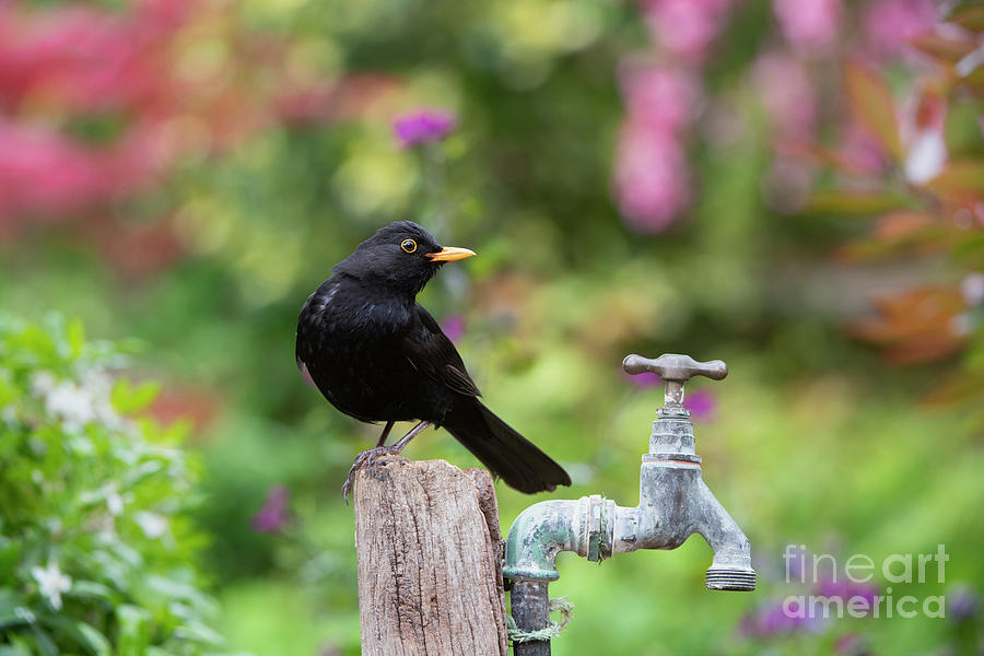 Blackbird on a Water Tap Post in an English Garden Photograph by Tim Gainey