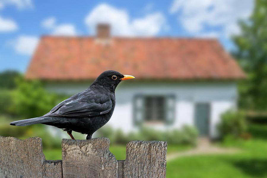 Blackbird on Old Garden Fence Photograph by Arterra Picture Library