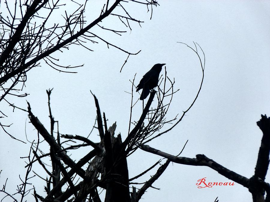 Blackbird Singing Photograph by A L Sadie Reneau