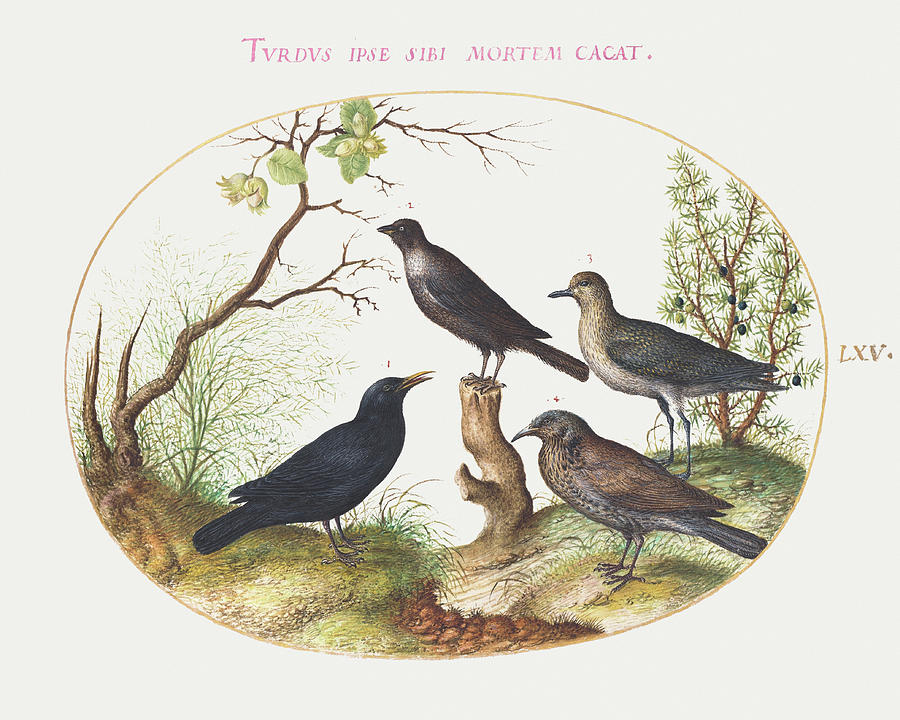 Blackbird, Starling, and Other Birds Painting by MotionAge Designs