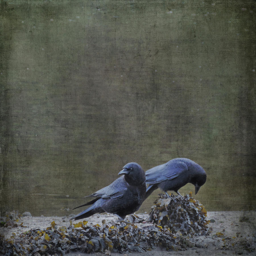 Blackbirds at the Beach Photograph by Sally Banfill