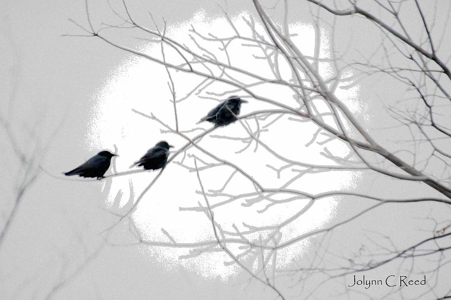 Blackbirds in the Moon Photograph by Jolynn Reed