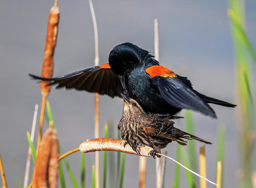 blackbirds-mating-john-cooke.jpg