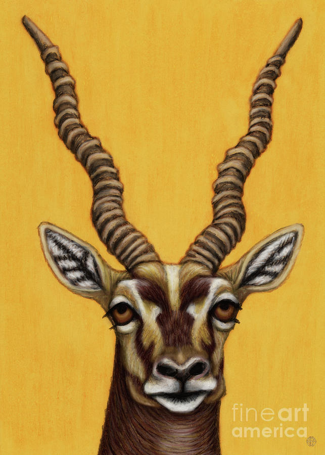 Blackbuck Antelope Painting by Amy E Fraser