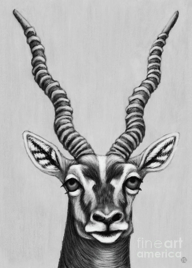 Blackbuck Antelope. Black and White Drawing by Amy E Fraser - Fine Art ...