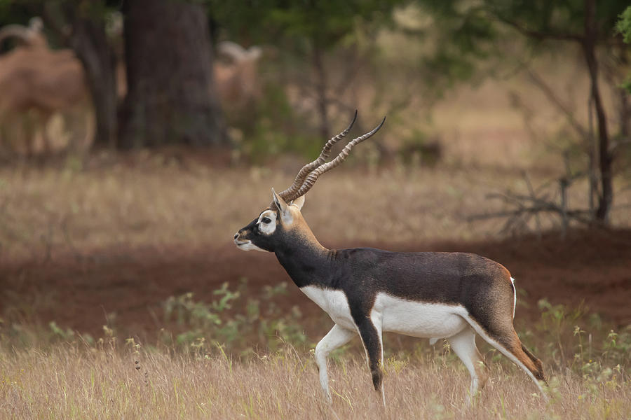 Blackbuck on the Move Photograph by David Campbell - Fine Art America