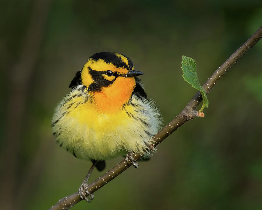 Blackburnian Warbler Photograph by CR Courson