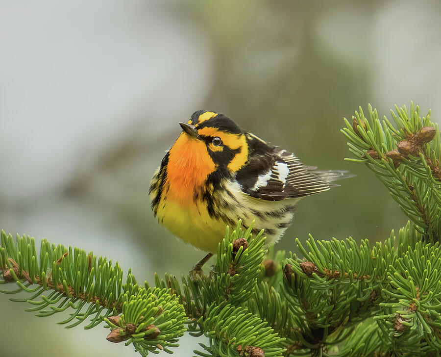 Blackburnian Warbler Photograph by Tracy Munson