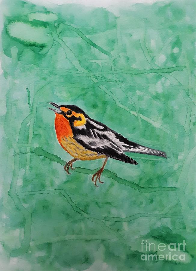 Warbler Painting - Blackburnian Warbler V by Anne Ditmars
