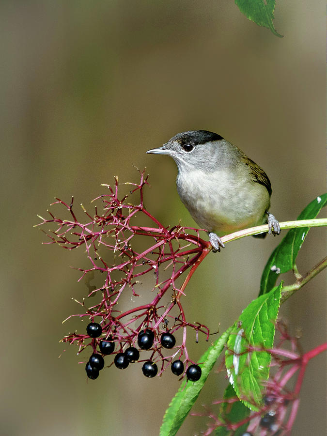 Wildlife Photograph - Blackcap on Elderberry by John Fotheringham