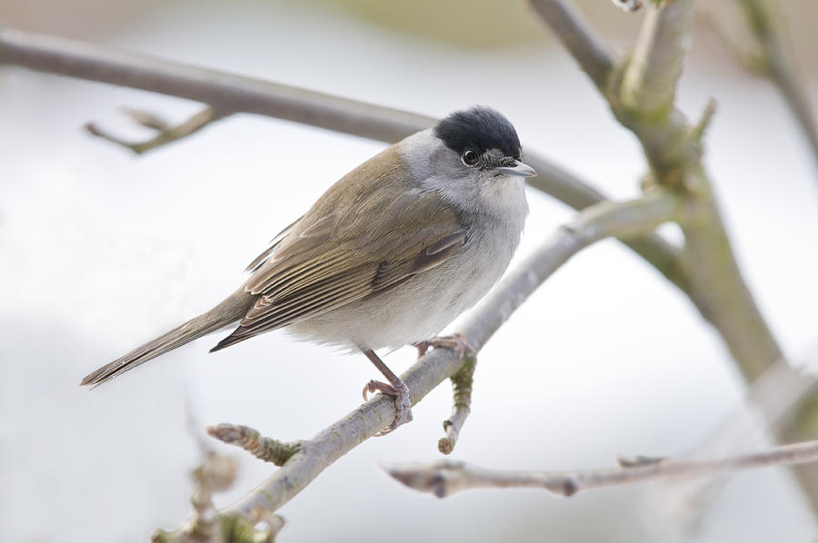 Blackcap (Sylvia atricapilla) Male in a Rowan Tree Photograph by Photo by Steve Greaves