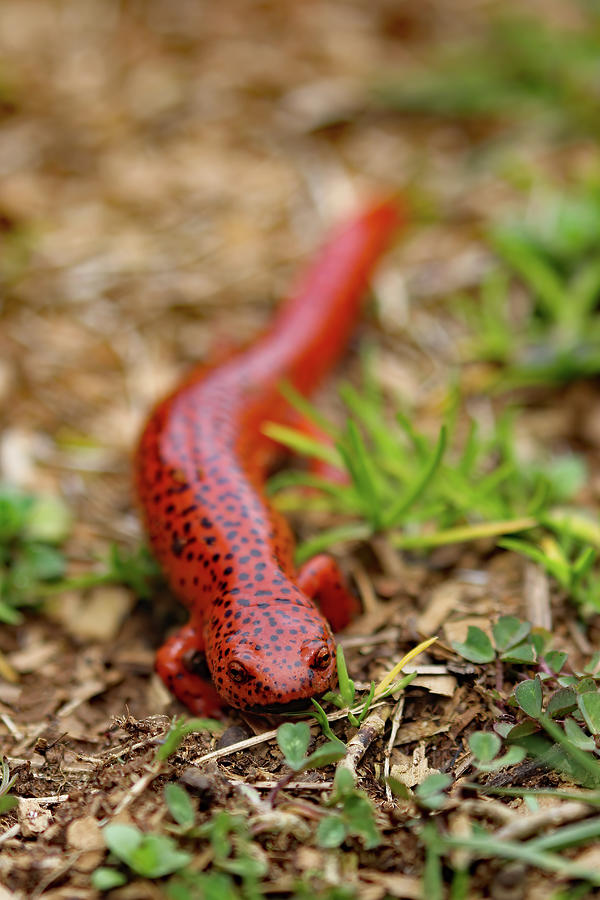 Blackchin Salamander  Photograph by Jennifer Robin