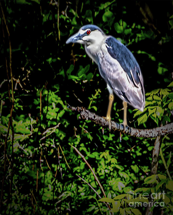 BlackCrown Night Heron Photograph by Thomas Marchessault