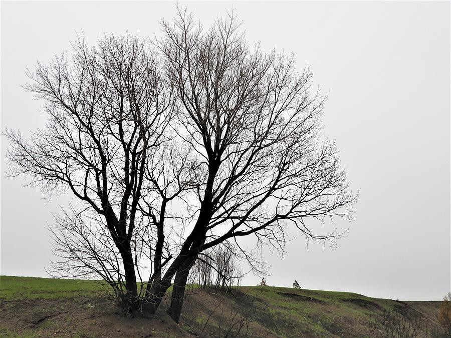 Blackened Tree Photograph by Amanda R Wright