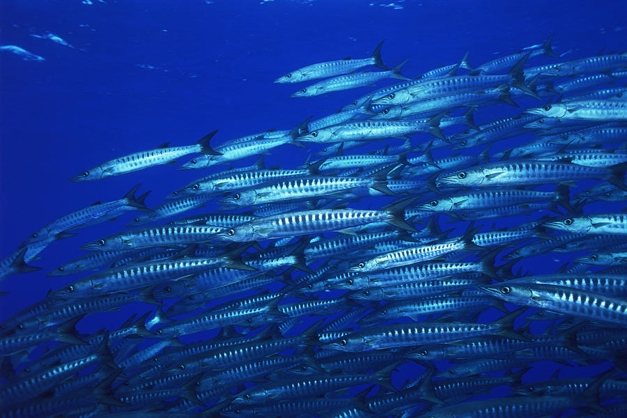 Blackfin barracuda underwater Photograph by Comstock Images