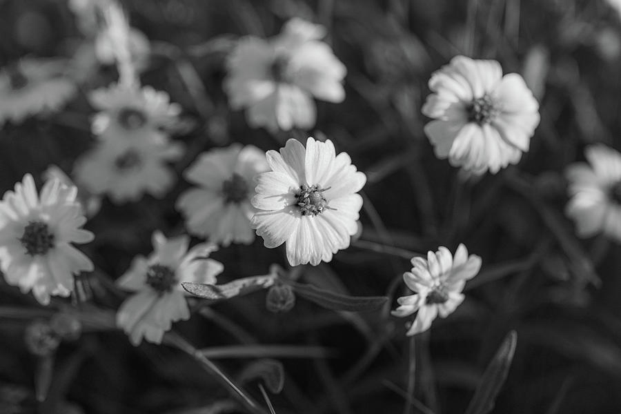 Blackfoot Daisy #2 Black and White Photograph by Steve Templeton