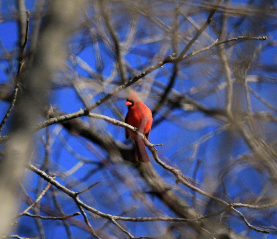 Blackie Cardinal Photograph by David Kipp