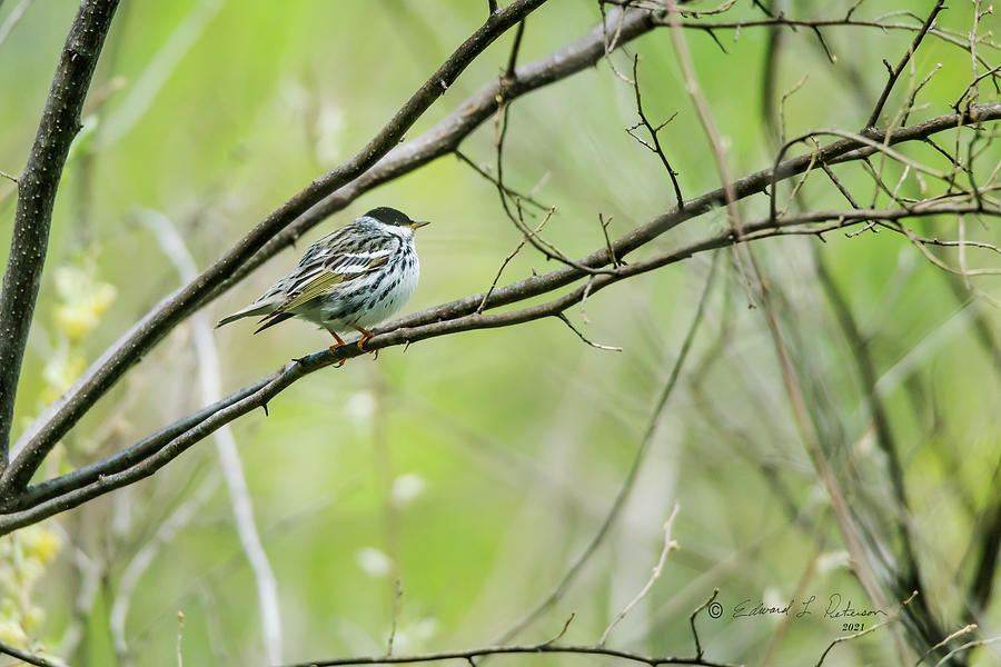 Blackpoll Warbler Photograph by Ed Peterson