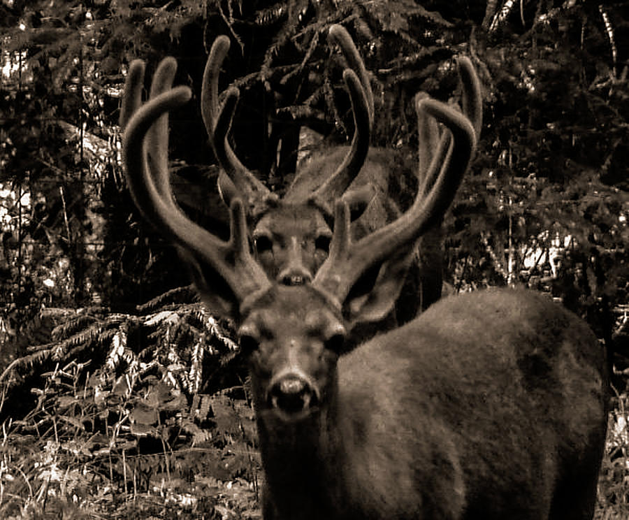 Blacktail Deer Photograph by Carl Moore