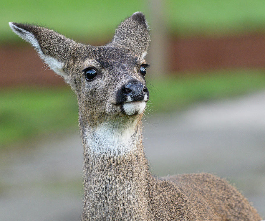 Blacktail Deer Headshot Photograph by Bob VonDrachek