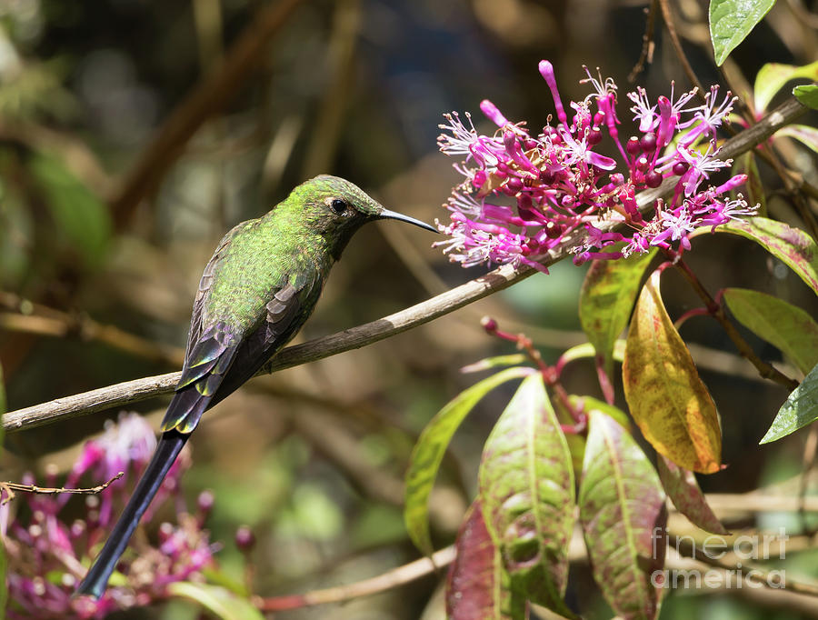 Hummingbird Photograph - Black-Tailed Trainbearer by Eva Lechner