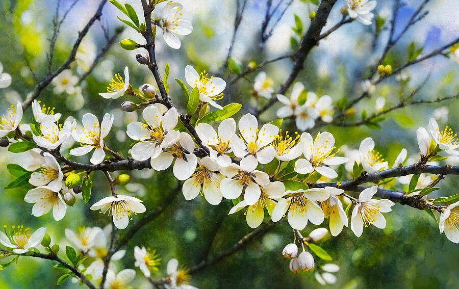Blackthorn, or Prunus spinosa, spring flowers - painterly watercolor effect Digital Art by Nicko Prints Blackthorn, or Prunus spinosa, spring flowers - painterly watercolor effect Digital Art by Nicko Prints