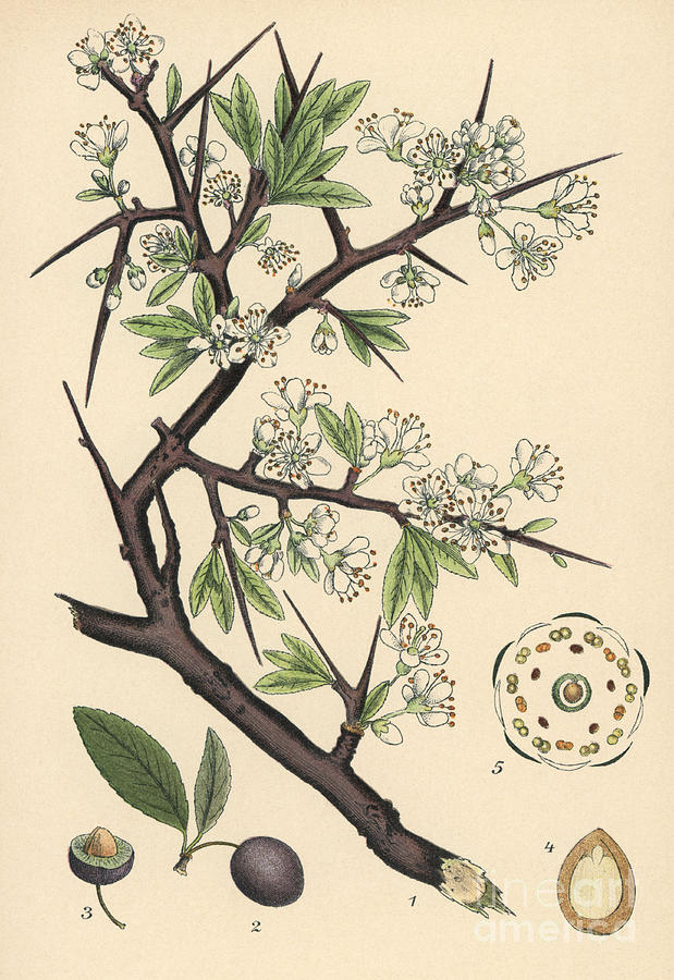 Vintage Painting - Blackthorn or sloe, Prunus spinosa by European School