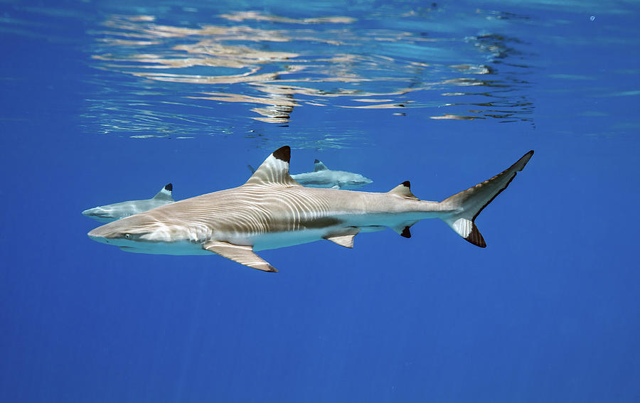 Blacktip Shark Photograph - Blacktip in the Blue by Juan Sharks