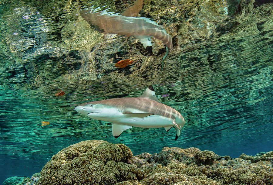 Blacktip Reef Shark 1 Photograph by Tanya G Burnett