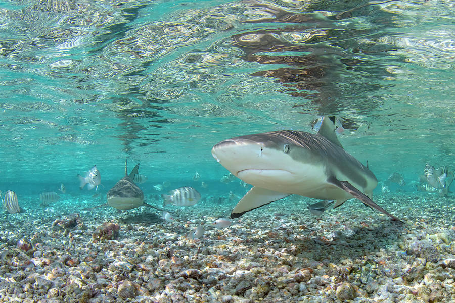 Blacktip Reef Shark 2 Photograph by Tanya G Burnett