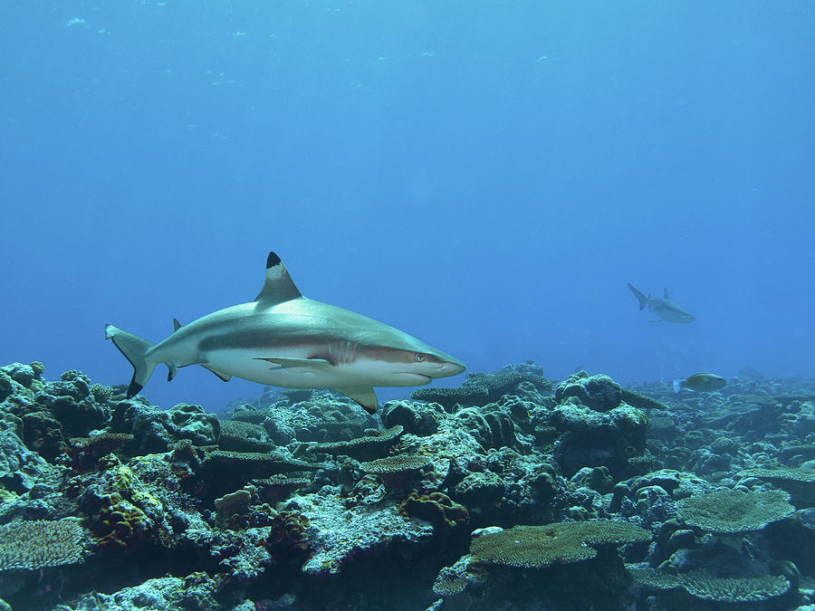 Blacktip - Reef shark at coral reef of Yap Island -  Photograph by Ute Niemann