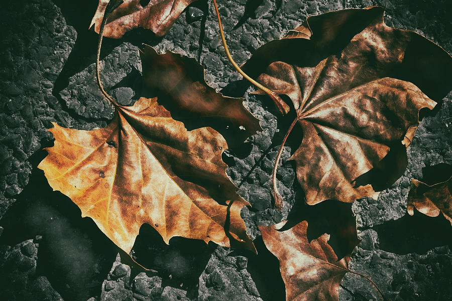 Blacktop Autumn Photograph