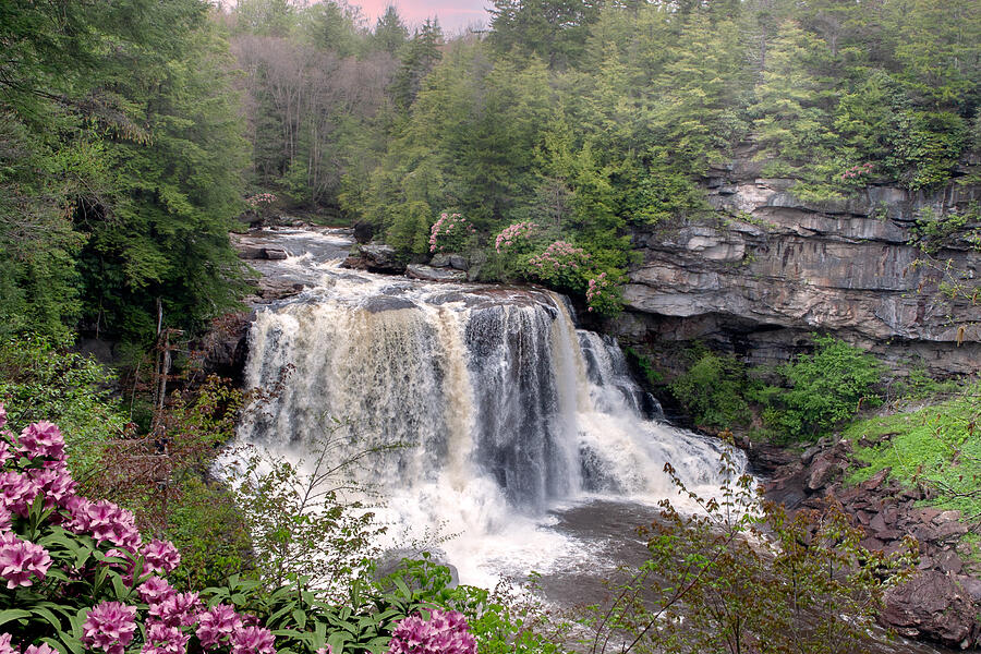 Blackwater Falls with rhododendrons Photograph by Mary Almond