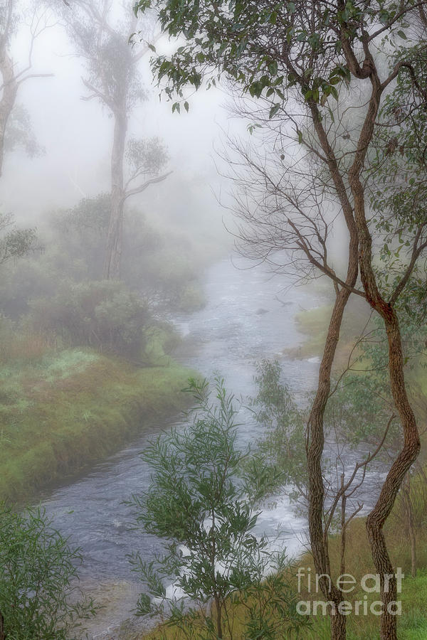 Blackwood Misty Morning by Elaine Teague Blackwood Misty Morning by Elaine Teague