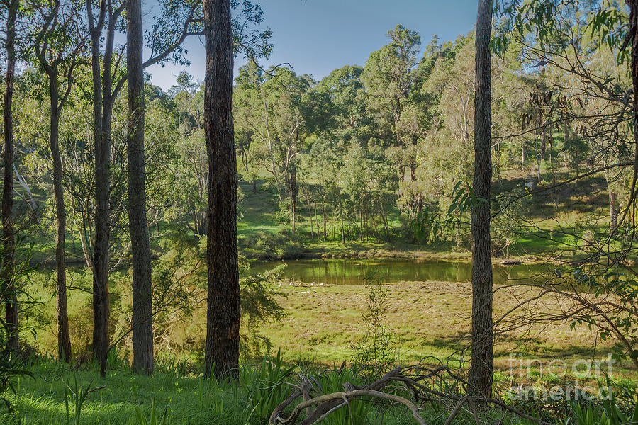 Blackwood Winter Green, Bridgetown, Western Australia Photograph by Elaine Teague