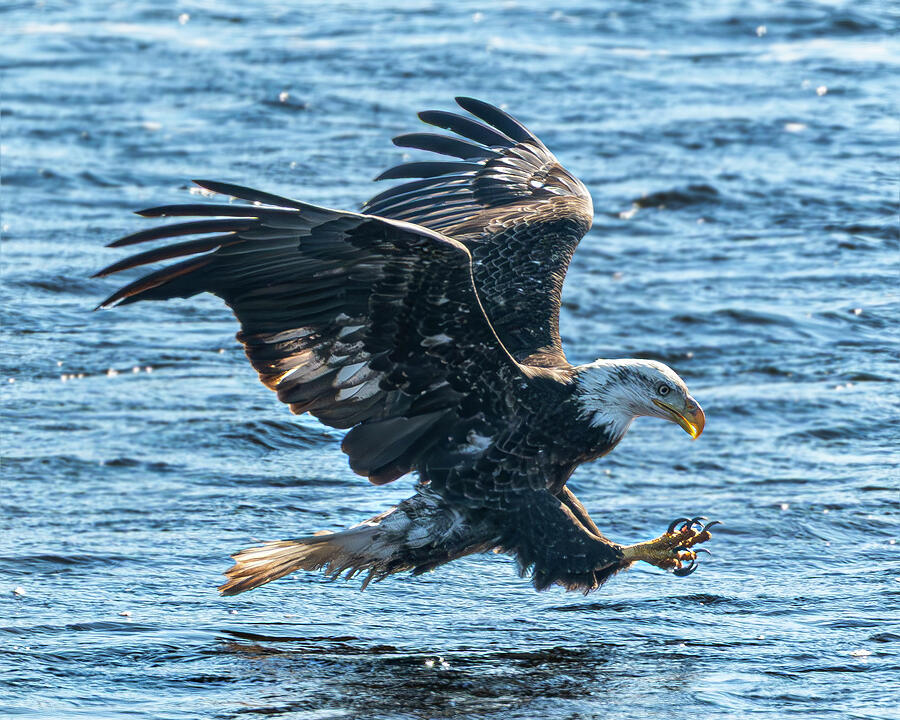Blad Eagle Photograph by Alan Moore Blad Eagle Photograph by Alan Moore