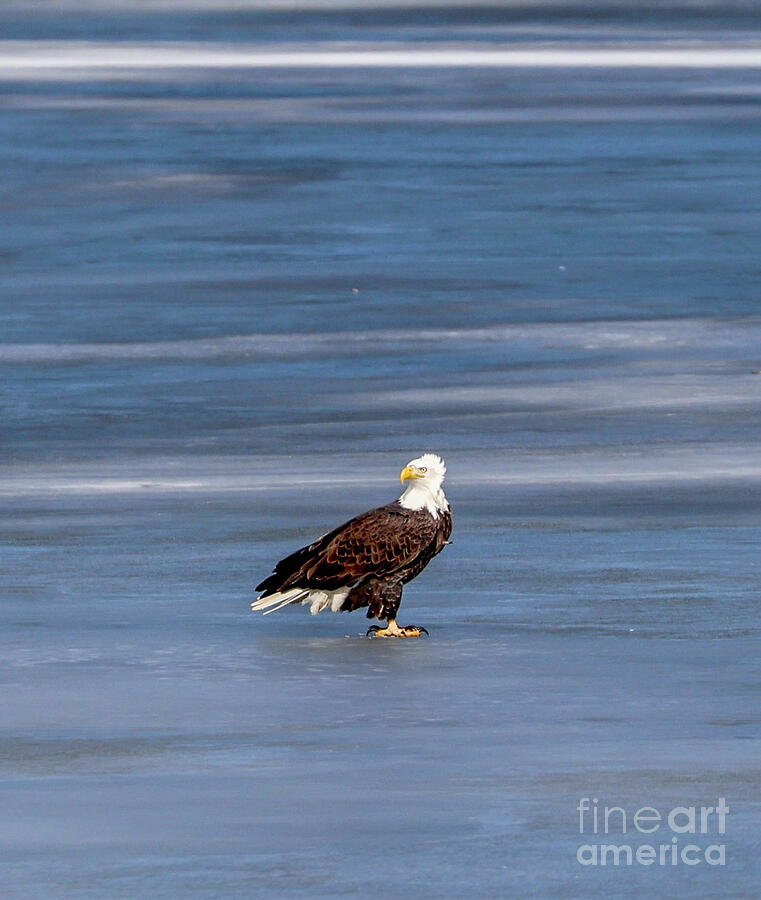 Blad Eagle on the Ice Photograph by Shirley Dutchkowski Blad Eagle on the Ice Photograph by Shirley Dutchkowski