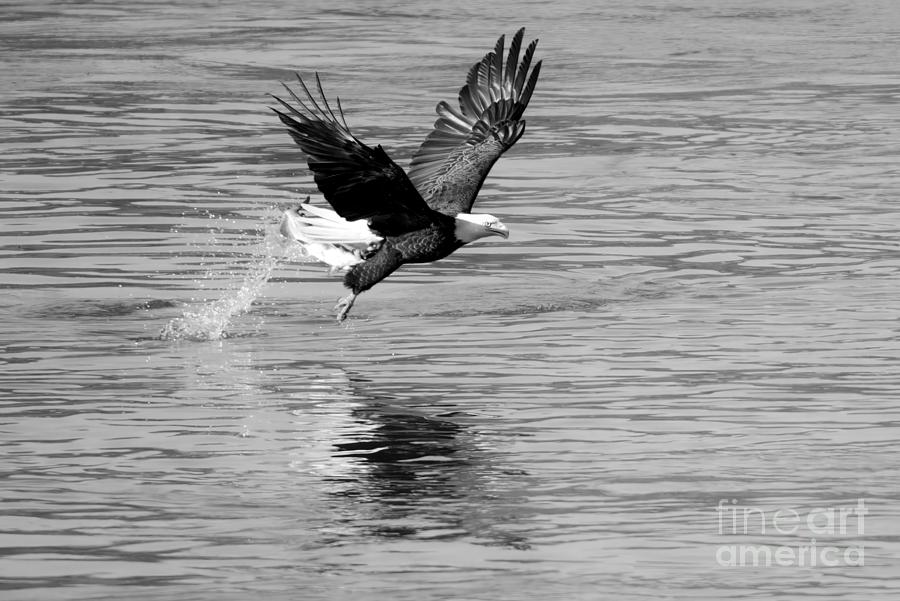 Bald Eagle Splashdown Black And White Photograph by Adam Jewell