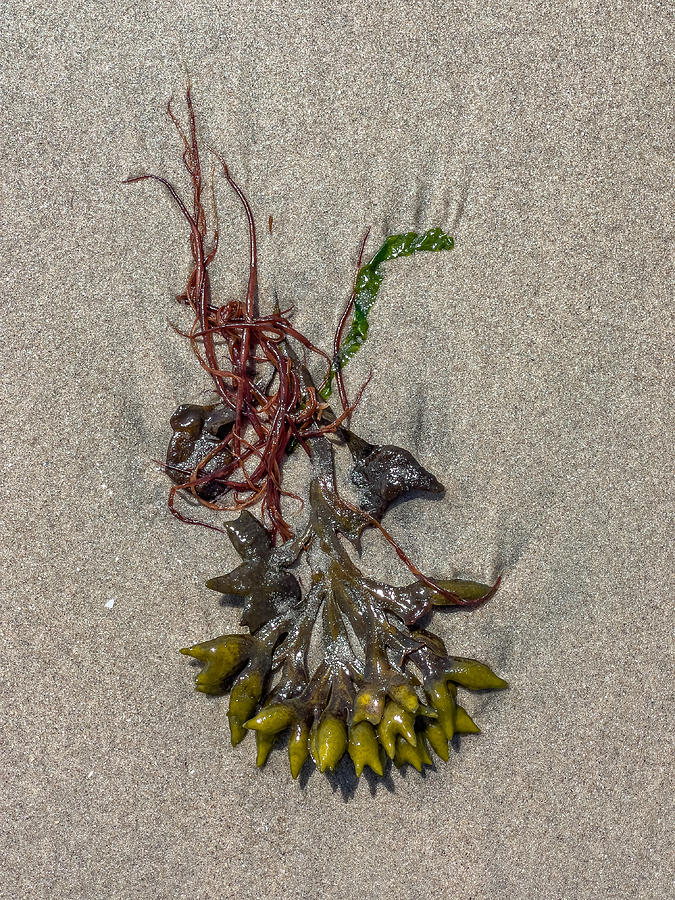 Bladder Weed in Sand Photograph by Cate Franklyn