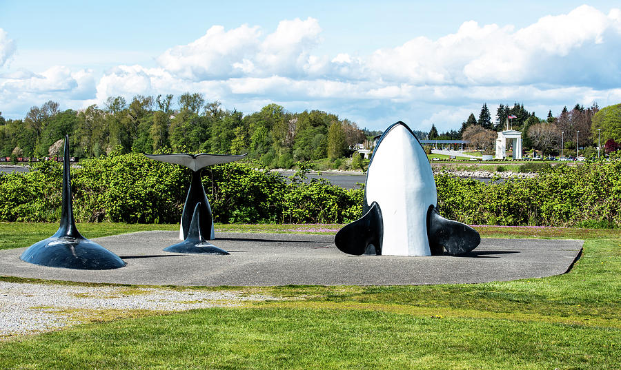 Blaine Marine Park Whale Pod Photograph by Tom Cochran