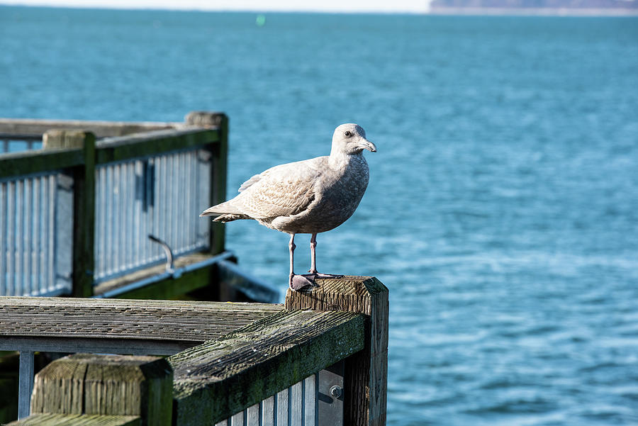 Blaine Pier Glaucous-winged Gull Photograph by Tom Cochran
