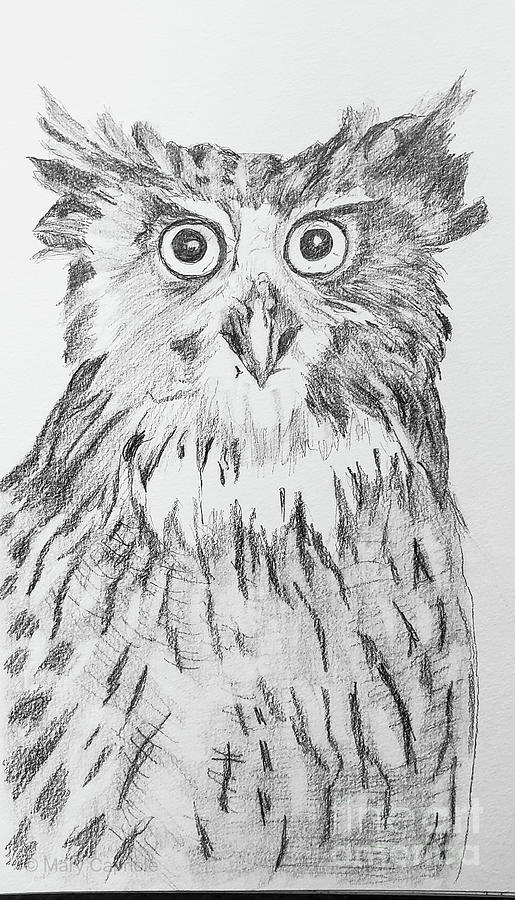 Blakistons Fish Owl Drawing by Mary Capriole