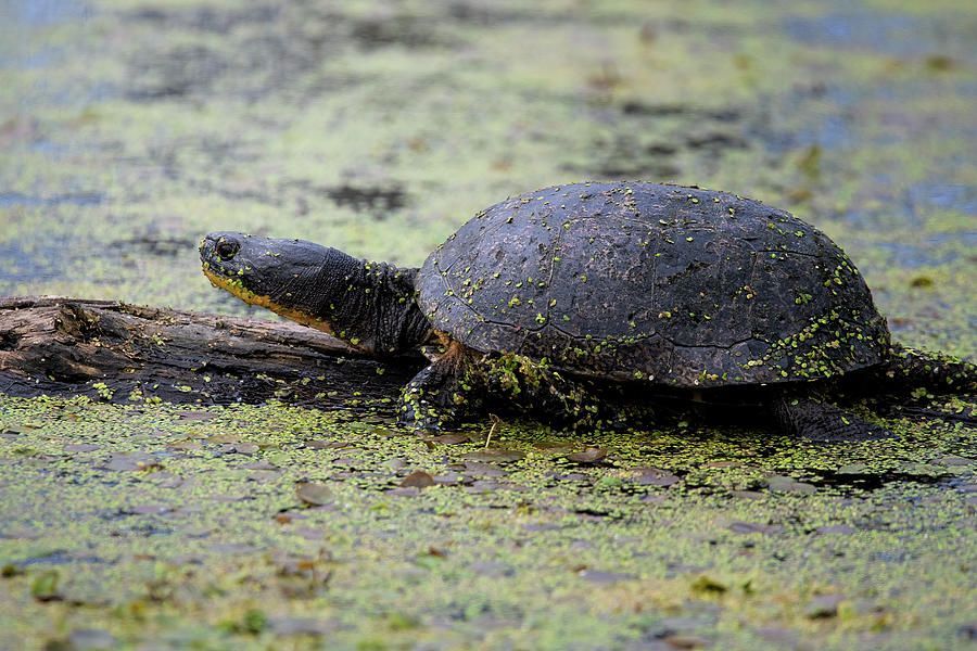 Blanding's Turtle in Duckweed Photograph by Melinda Marconi | Fine Art ...