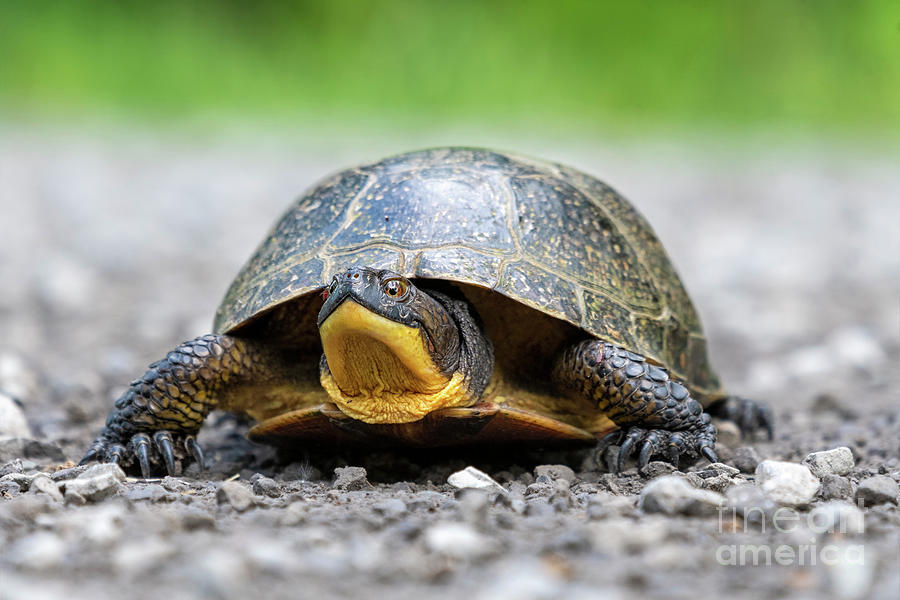 Blandings Turtle Photograph by Nina Stavlund