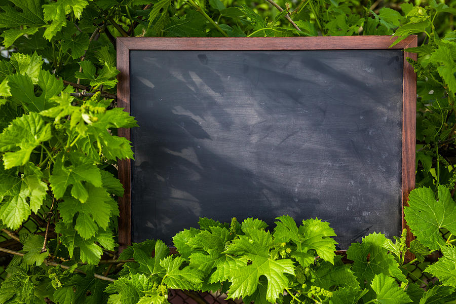 Blank blackboard with wood border frame on the background of grape leaves Photograph by Anton Petrus