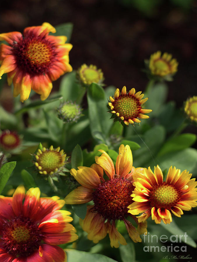 Blanket Flower Photograph by Barbara McMahon