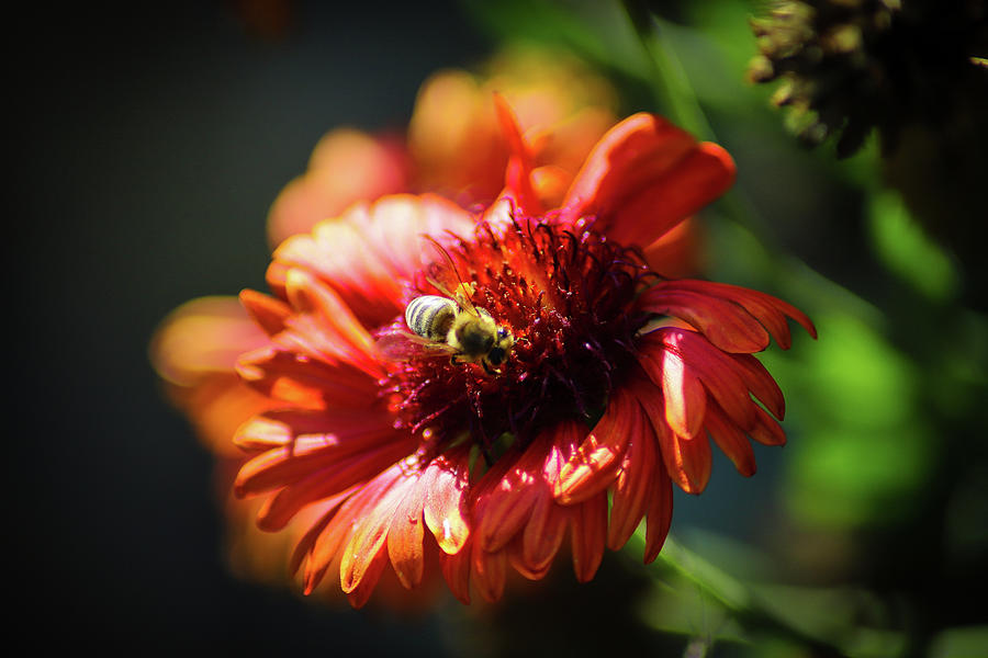 Blanket Flower Bee Photograph by Marcus Jones