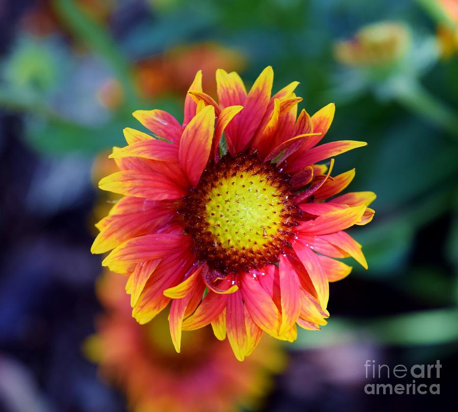 Blanket Flower Finesse  Photograph by Janet Marie